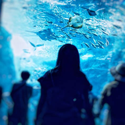 水族館 デート 告白|水族館デートで告白！タイミングや告白の言葉(セリフ)絶対成功 .